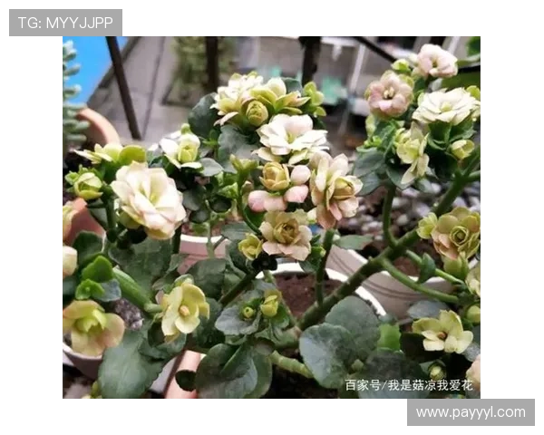 快3玩法规则详细讲解让新手玩家快速入门